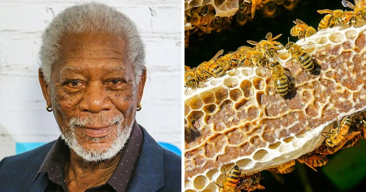 Morgan Freeman pretvorio svoj ranč od 124 akra u utočište za pčele kako bi spasio planet